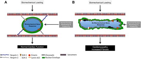 Model Of Nesprin And Or Loss In Cardiomyocytes A And B