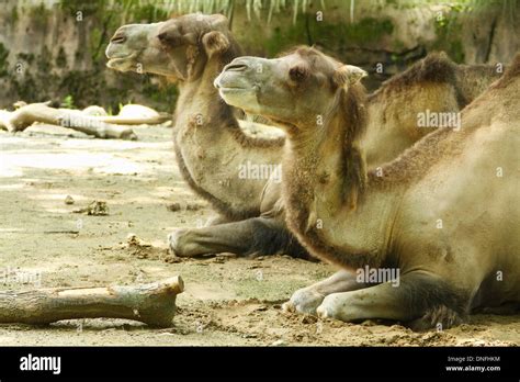 Bactrian Camel Zoo Hi Res Stock Photography And Images Alamy