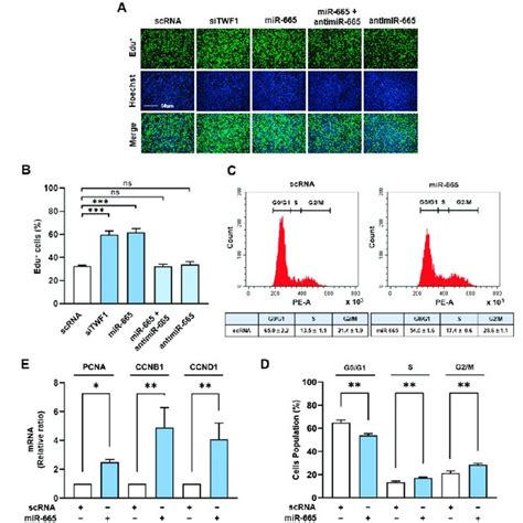 Mir 665 3p Facilitated Myoblast Proliferation C2c12 Cells Were