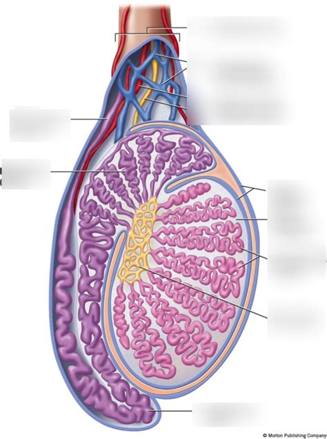 53 Testes Diagram Labeled Sameryassin