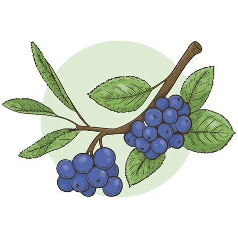 Blackberry Bush Drawing Blackberry Rubus Ulmifolius In Fruit