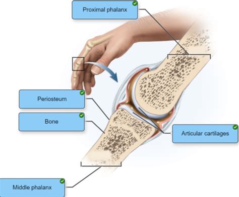 Joints Flashcards Quizlet