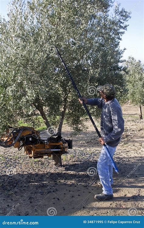 Farmer Gathering Olives In An Olive Tree Near Jaen Editorial Image