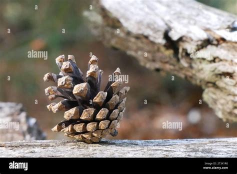 A Close Up Image Of A Single Pine Cone Resting Atop A Rustic Wooden