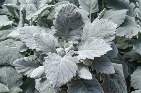 7 Different Types Of Dusty Miller In 2020 Dusty Miller Low Water