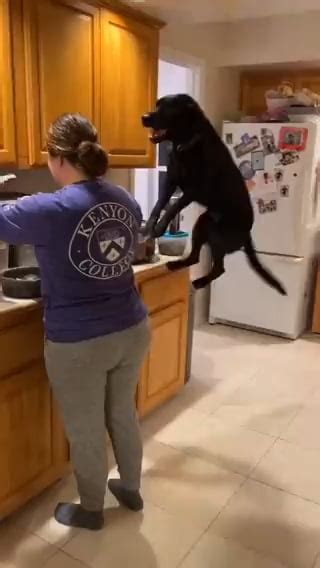 So excited : r/FunnyAnimals