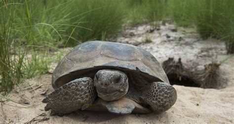 Gopher Tortoise | Priority Species