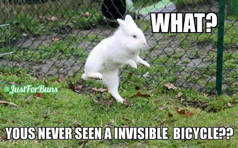 Funny Bunny Memes - Enchanted Little World