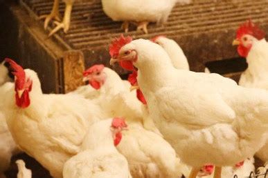 EU Commission Outlook Report Bird Flu Hits Expansion Poultry World