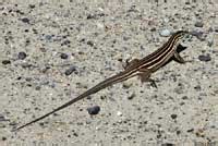 Desert Grassland Whiptail Aspidoscelis Uniparens