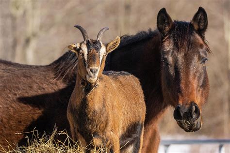 A Goat And A Horse Photograph By Bernadette Van Der Vliet Pixels