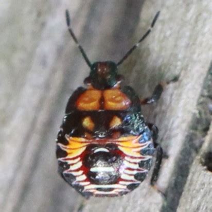 Podisus Stink Bug Unidentified Nymphs Dorsal Podisus Bugguide Net