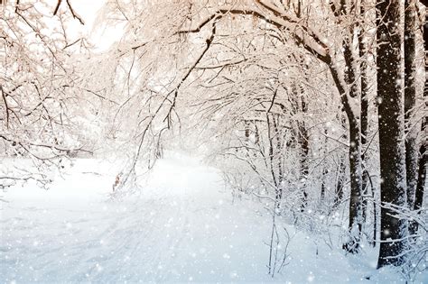 Papel de parede luz solar Árvores floresta natureza neve ramo