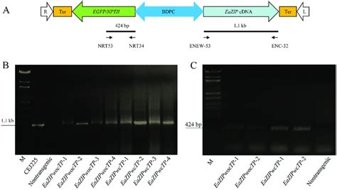 T Dna And Pcr Detection Of Eazip And Nptii Sequences From Transgenic