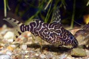 Diverse Venustus Cichlid Tank Mates 🐠 | Fish Lab