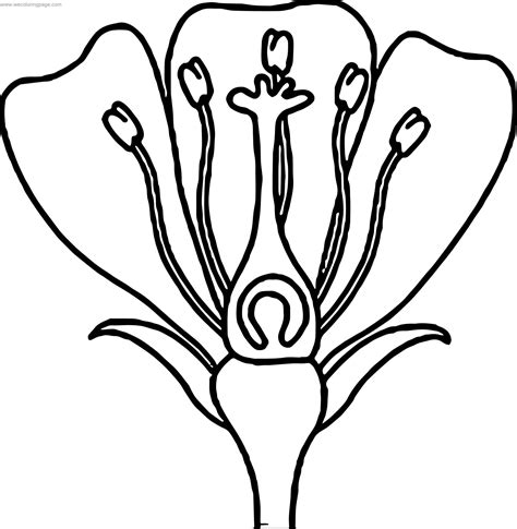 Parts Of A Flower Petals Stigma Sepal Anther Flower Coloring Page