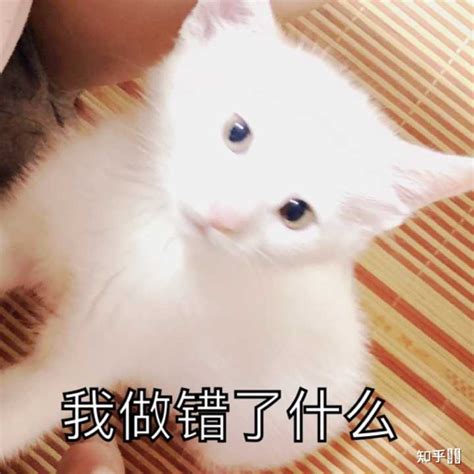 萌萌的小猫咪能有什么坏心眼呢？ 知乎