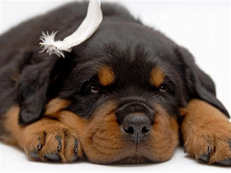 🔥 [50+] Rottweiler Puppies Wallpapers | WallpaperSafari