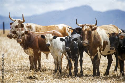 Nguni cattle Stock Photo | Adobe Stock