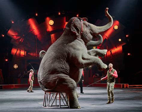 Elephant-Circus - DT Commercial Photo