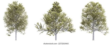 Tree Alnus Glutinosa On Transparent Background3d Stock Illustration