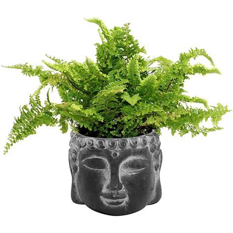 Buddha Head Plant Pot 11 5cm Plastic Storage Boxes