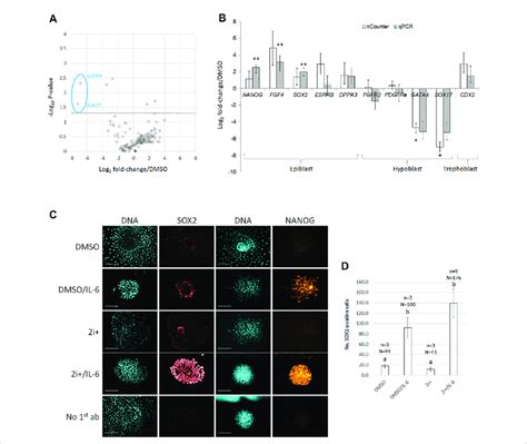 2i Il 6 Reduces Hypoblast And Increases Epiblast Marker Expression On Download Scientific