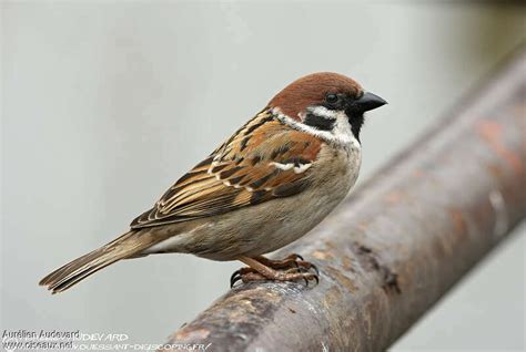 Eurasian Tree Sparrow - Passer montanus - auau86002