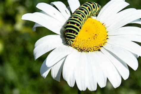 Green Caterpillar on a Rose Stock Image - Image of flora, leaf: 149315167