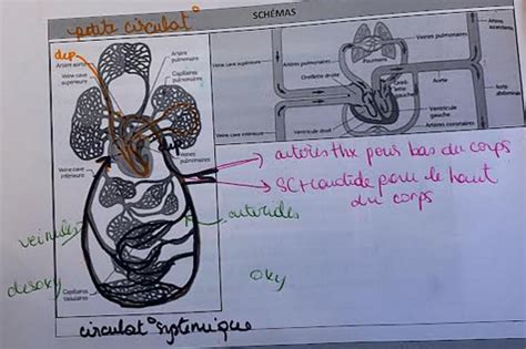 Circulation Pulmonaire Flashcards Quizlet