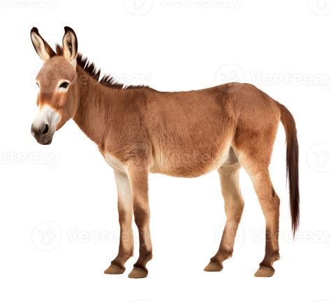 Burro Aislado En Transparente Antecedentes 46680464 Png