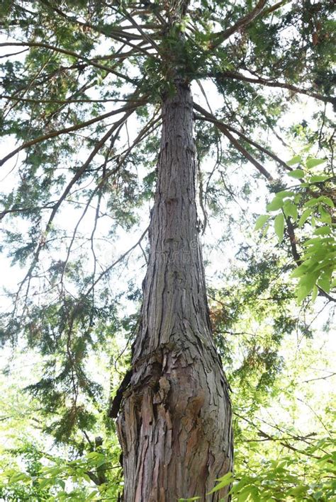 Japanese Cypress Hinoki Cypress Stock Photo Image Of Japan Material