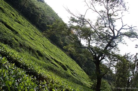 Tea Gardens At Wayanad Landscape And Rural Photos Aminus3 Of Shuva