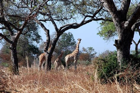 Parc National De Waza Une Réserve Faunique étonnante