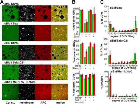 Activated Bax And Bak ⌬ C21 Form Pores In Guv Allowing Permeation Of Download Scientific