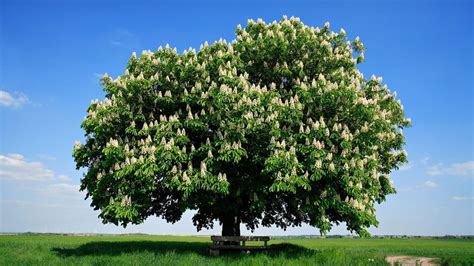 Is There Hope for the American Chestnut Tree? - RFD-TV