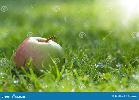 Einzelner Gr Ner Apfel Auf Gras Stockfoto Bild Von Gastronomie