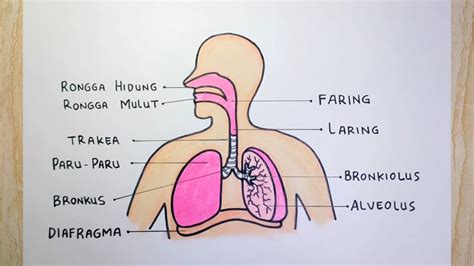 Cara menggambar sistem pernapasan manusia - YouTube