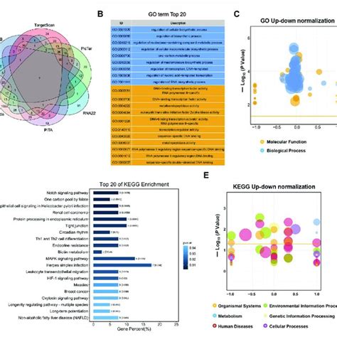 Go Enrichment And Kegg Analyses For Predicted Target Genes Of