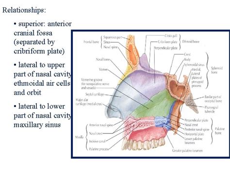 Nasal Cavity And Paranasal Sinuses Objectives 1 Name