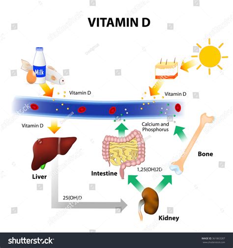 Foods Contain Vitamin D Skin Absorbs Stock Illustration 361863287