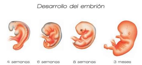 Etapas Del Embarazo Primer Trimestre