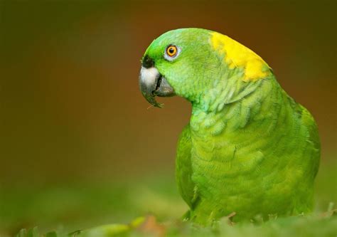 Yellow And Green Parrots