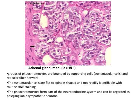 PPT - Histology of Adrenal Gland - Medulla PowerPoint Presentation ...