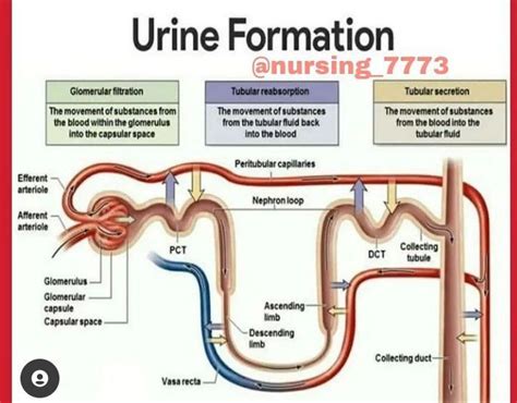 Urine Formation Medizzy