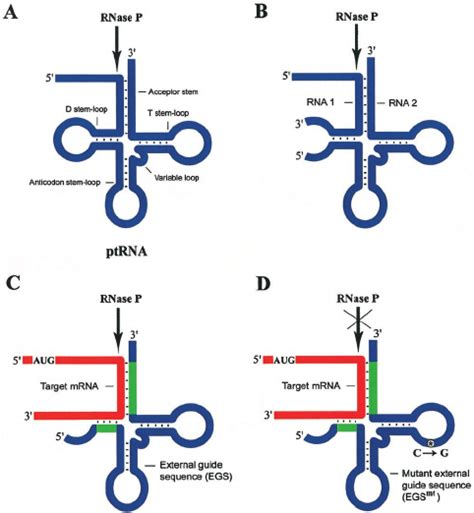 Rationale For Cleaving Target MRNAs With Eukaryotic RNase P A The