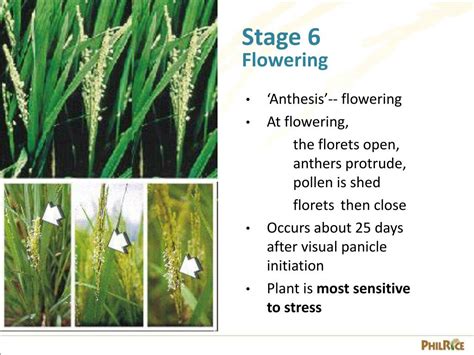 Ppt Growth Stages Of The Rice Plant Powerpoint Presentation Free Download Id 3123126