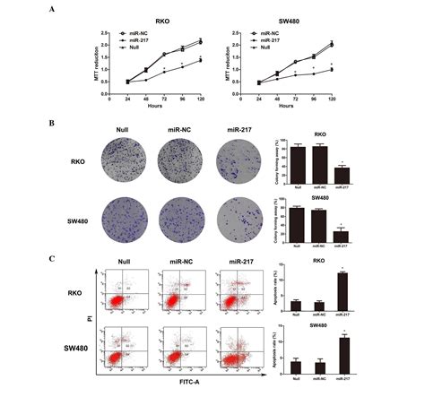 Mir 217 Regulates Tumor Growth And Apoptosis By Targeting The Mapk