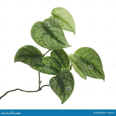 Scindapsus Pictus Leaves Satin Pothos Plant Exotic Foliage Isolated