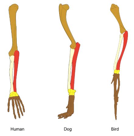 Biology Evolution Dat Flashcards Quizlet